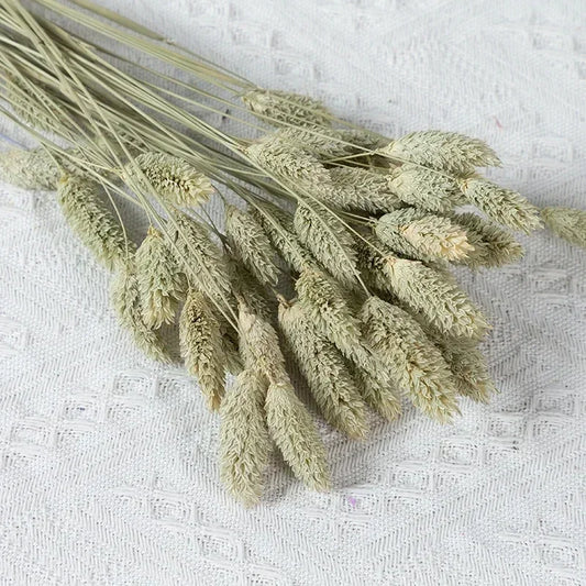 60 pièces fleurs de blé naturel séchées