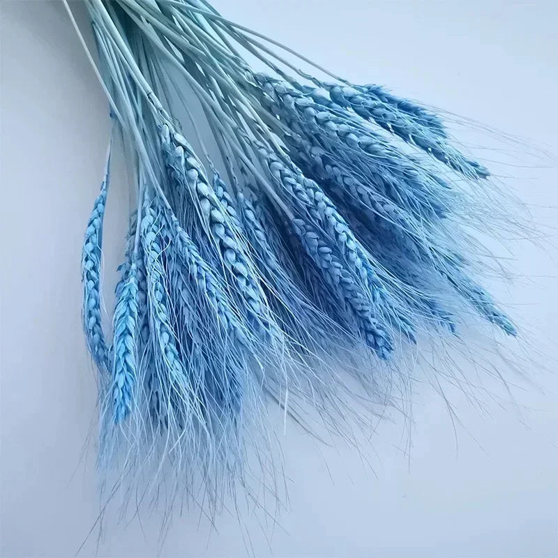 60 pièces fleurs de blé naturel séchées