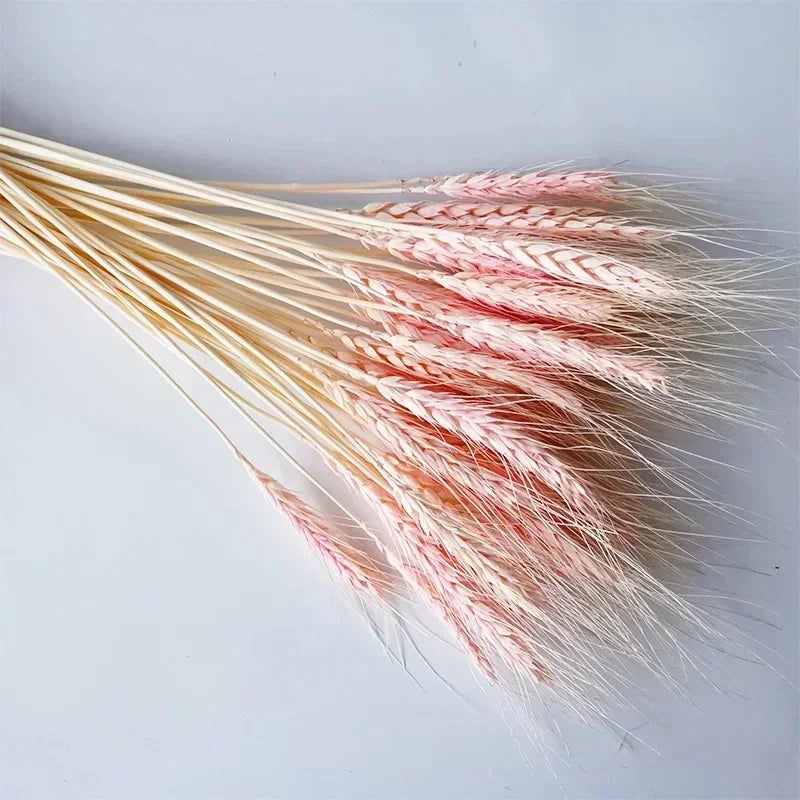 60 pièces fleurs de blé naturel séchées
