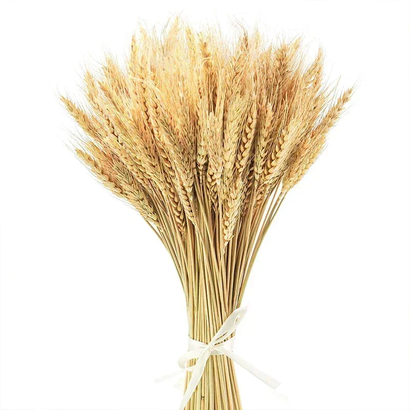 60 pièces fleurs de blé naturel séchées