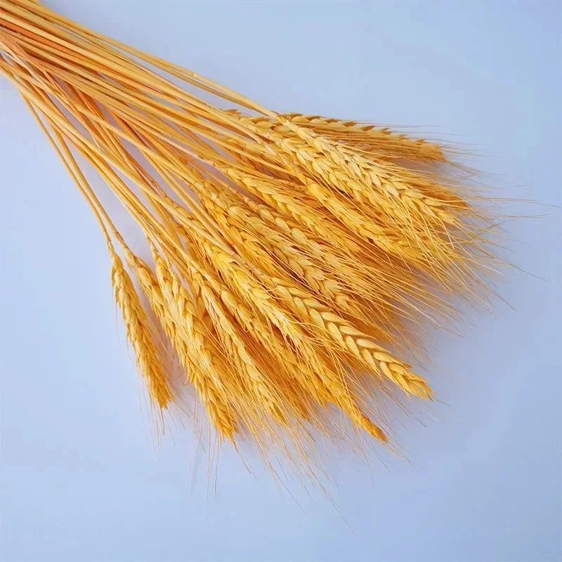 60 pièces fleurs de blé naturel séchées